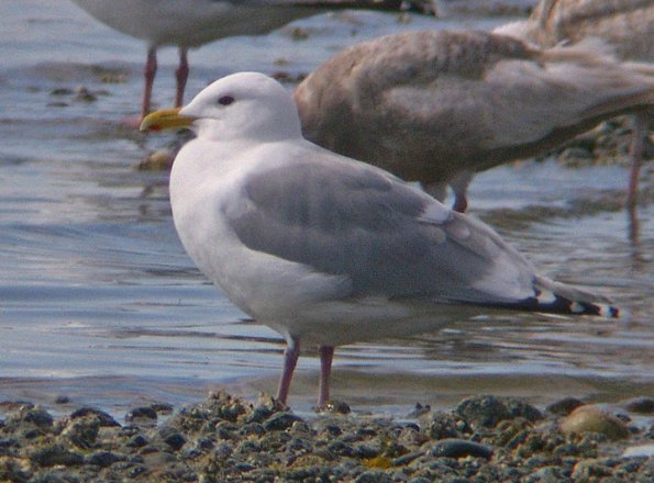 thayer-s-gull-adult