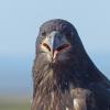 Bald-Eagle-just-fledged-August-7-2015