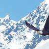 bald-eagle-adult-in-flight-with-mountains-2