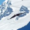 bald-eagle-adult-in-flight-with-mountains