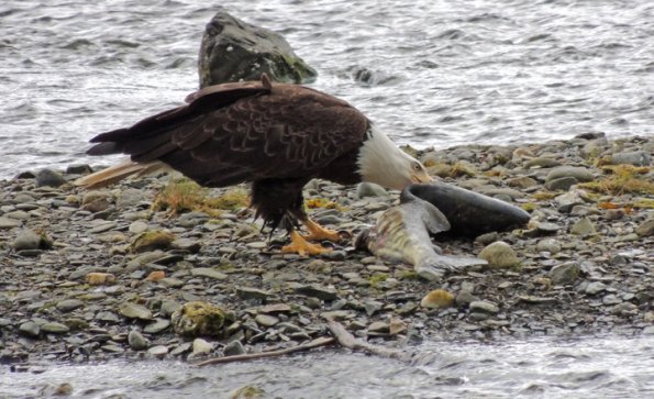 Bald Eagle, feeding on chum salmon