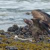 bald-eagle-immature-defending-food