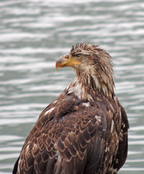 bald eagle, ISO-100, 1-50 sec, 1000 mm, p510, hand-held