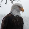 bald-eagle-portrait