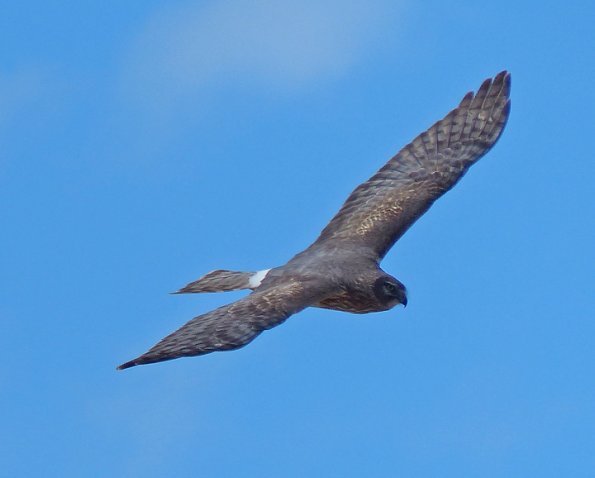 northern-harrier-female-in-flight-1