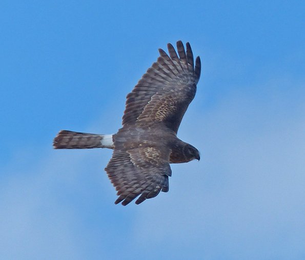 northern-harrier-female-in-flight-2