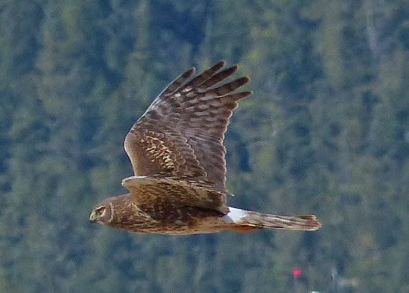 northern-harrier-female-in-flight-3