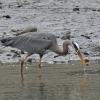 Great Blue Heron with flounder