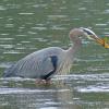 great-blue-heron-with-gunnel-auke-bay