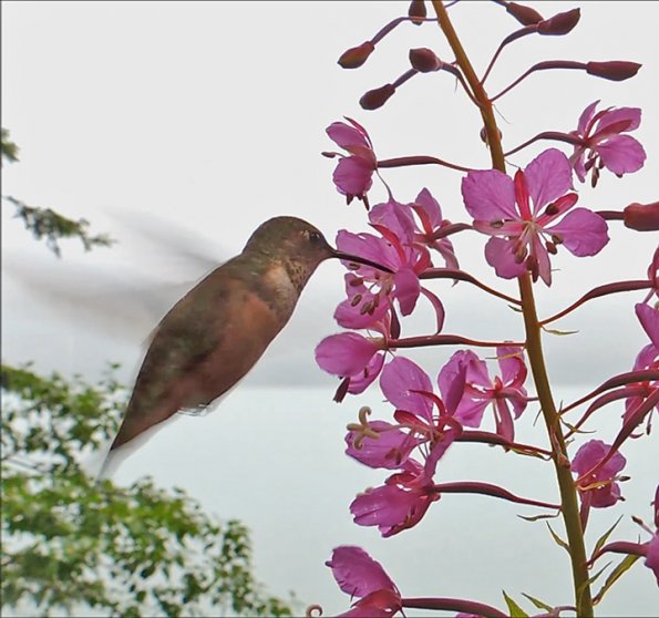 hummingbird and fireweed 