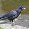 american crow