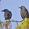 American Crows