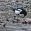 Black-billed Magpie feeding on salmon carcass