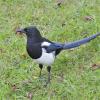 Black-billed Magpie in Anchorage