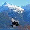 Black-billed Magpie in flight 1