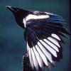black billed magpie juvenile
