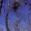 Black-billed Magpie nests