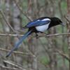 Black-billed Magpie, portrait 1