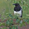 Black-billed Magpie portrait 2