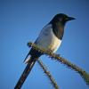 Black-billed Magpie