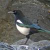 Black-billed Magpie, Juneau, digiscoped
