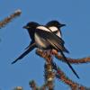 Black-billed Magpies