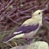 Clark's Nutcracker
