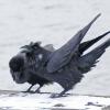 Common Raven, behavior