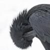 Common Raven, preening