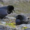 Common Ravens interacting in the alpine