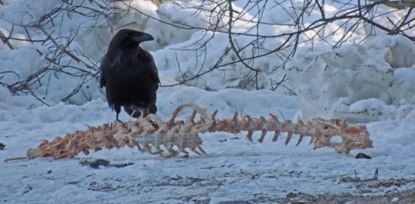 raven-on-deer-carcass