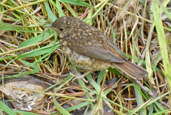 juvenile-thrush-on-salmon-carcass_1313527735