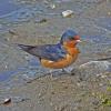 larks-and-swallows