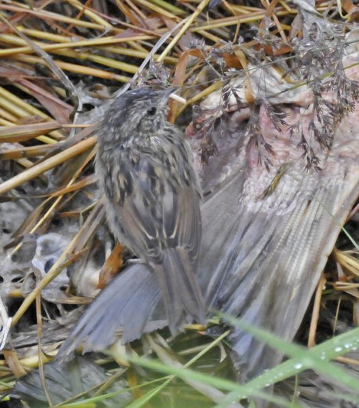 lincoln-s-sparrow-juvenile-with-maggot-from-salmon-carcass