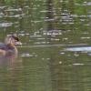 loons-and-