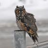 long-eared-owl-3