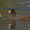 american-coot-1