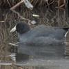 american-coot-in-kingfisher-pond