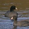 american-coots