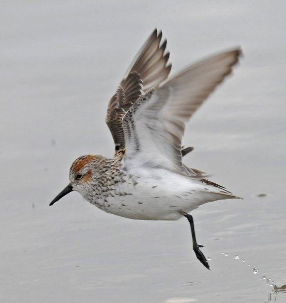 Western Sandpiper, Cordova