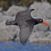 black-oystercatcher-in-flight
