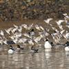 rock-sandpipers-and-barrow-s-goldeneyes
