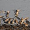 rock-sandpipers-landing