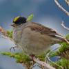 golden-crowned-sparrow-adult-alpine-juneau-july-4-2013