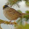 golden-crowned-sparrow-alpine-above-tram-may-30