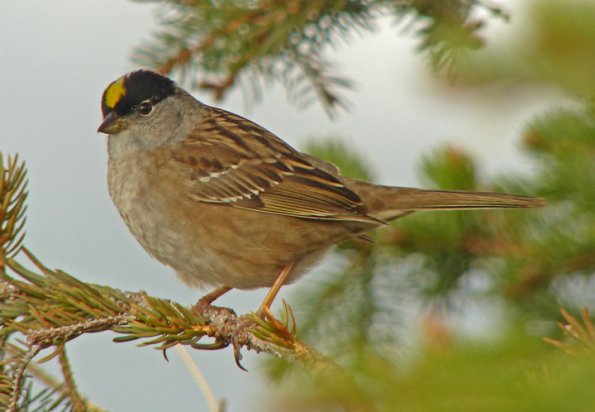 golden-crowned-sparrow-alpine-above-tram-may-30