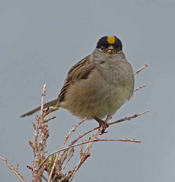 golden-crowned-sparrow-alpine-juneau-july-4-2013