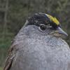 golden-crowned-sparrow-profile