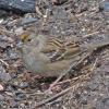 golden-crowned-sparrow-september-juneau