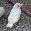 american-robin-albino-juneau-ak-may-28-2014